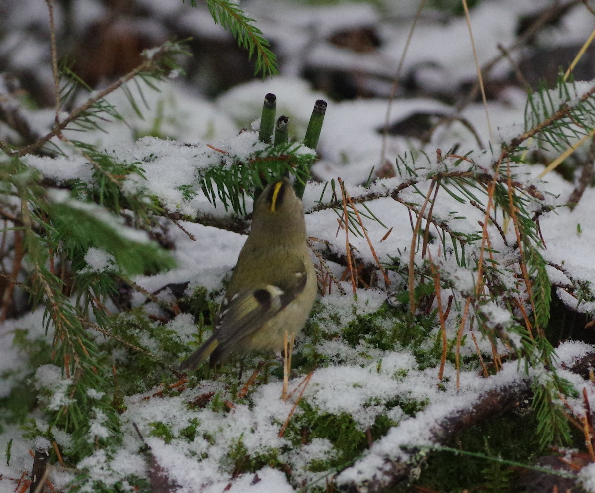 Goldcrest - Jurijs Silinevics