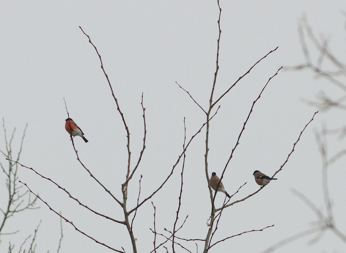 Eurasian Bullfinch - ML291141921