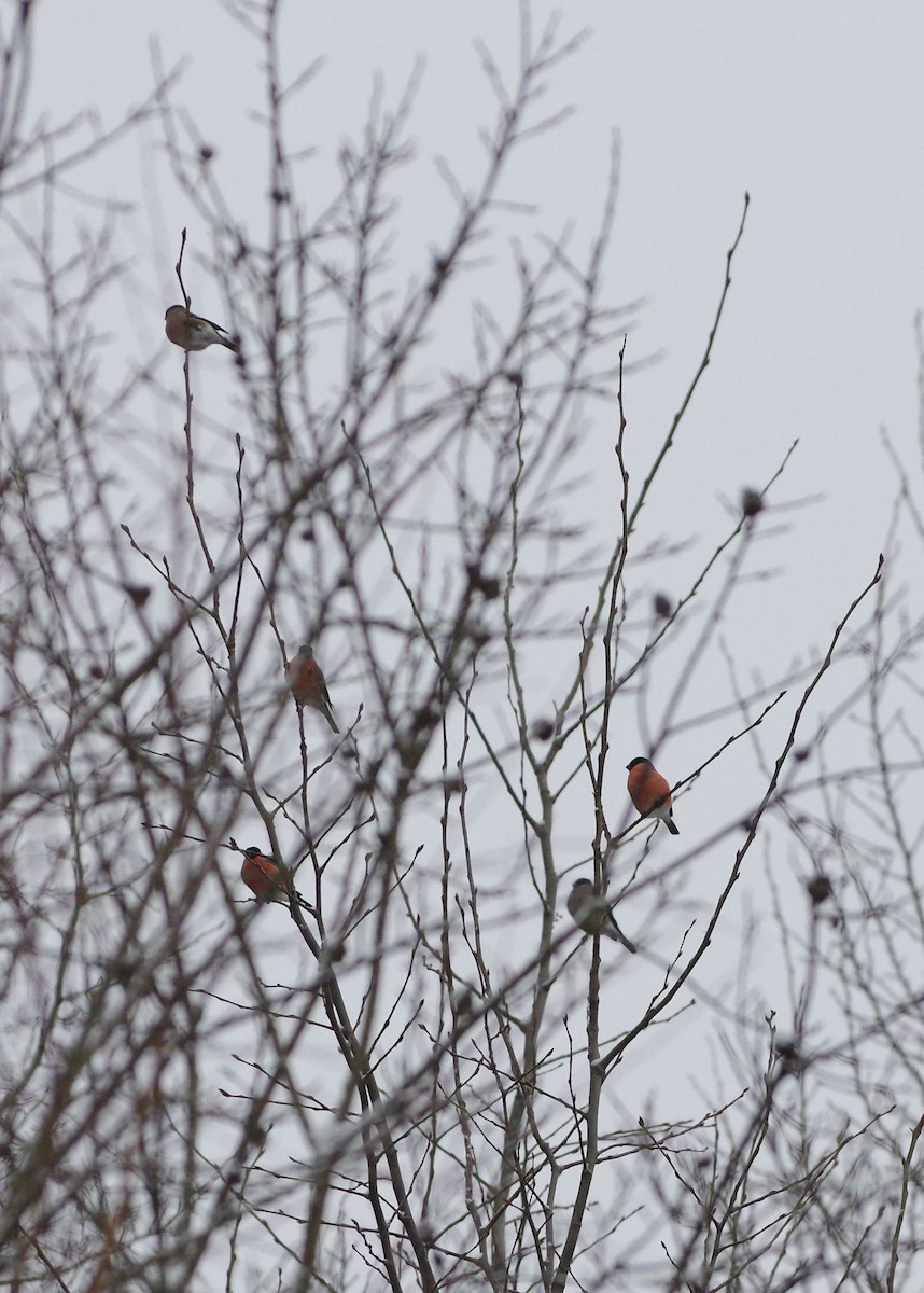 Eurasian Bullfinch - ML291141961