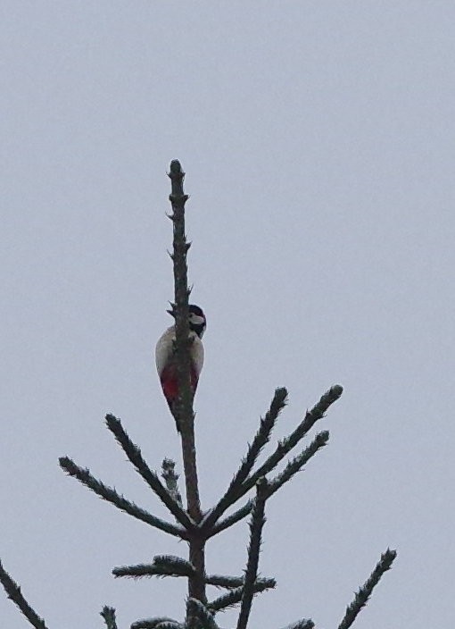 Great Spotted Woodpecker - Jurijs Silinevics