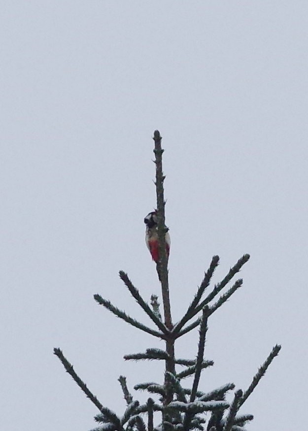 Great Spotted Woodpecker - Jurijs Silinevics