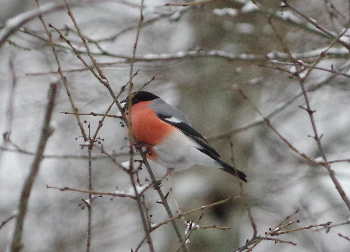 Eurasian Bullfinch - ML291142741