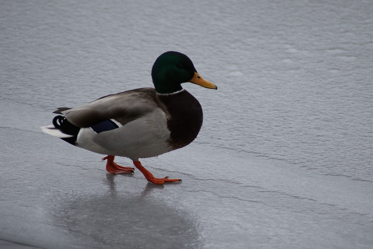 Germano reale - ML291142761