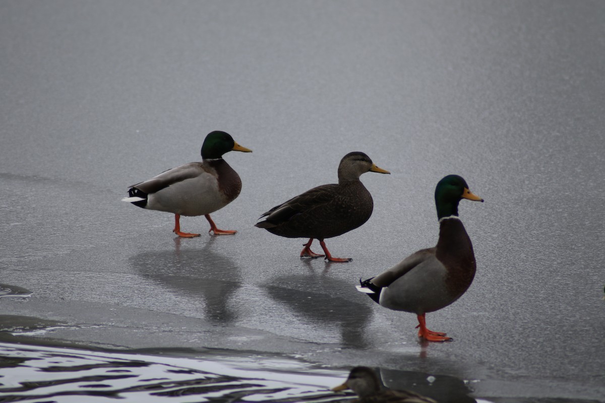 American Black Duck - ML291143231
