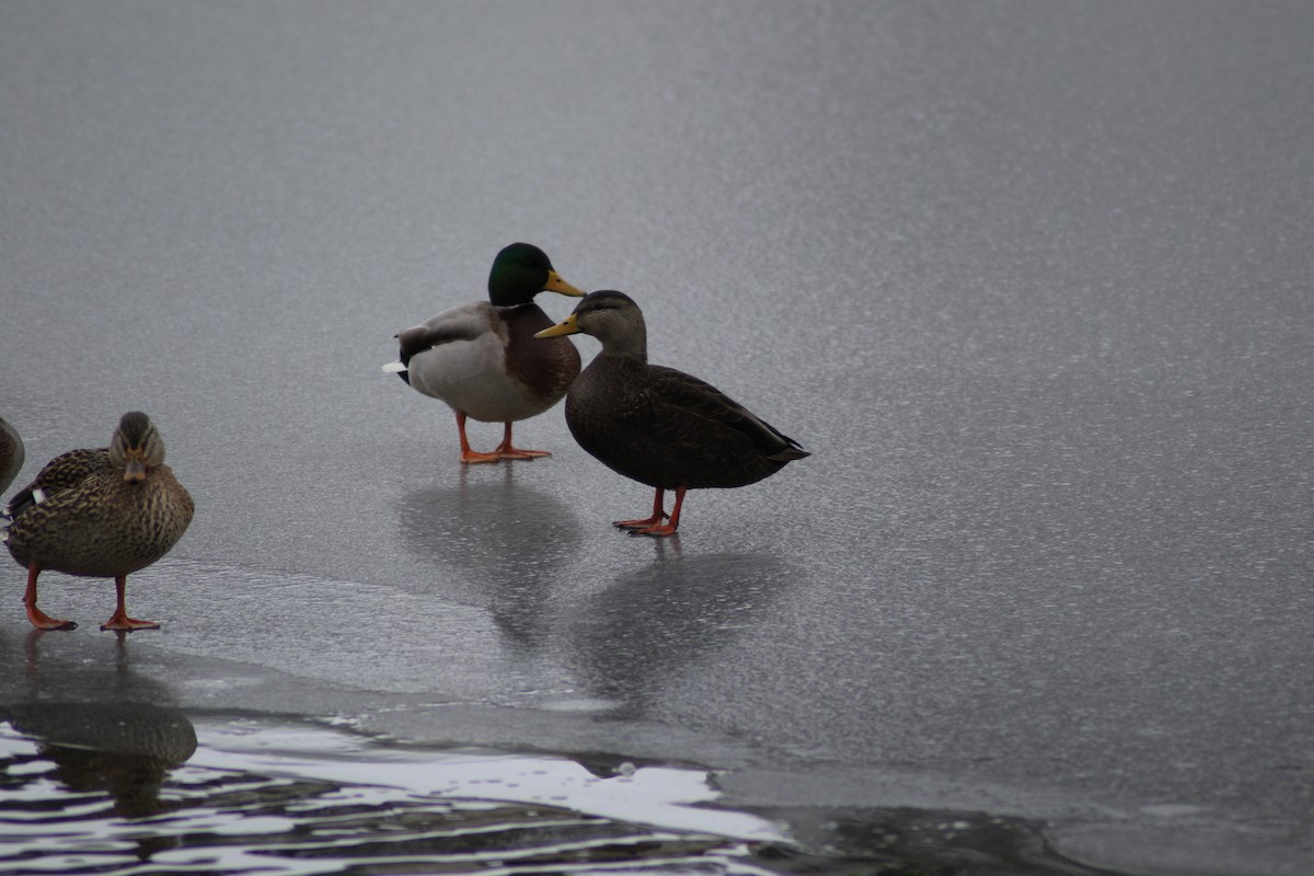 American Black Duck - Chandler Sonafrank