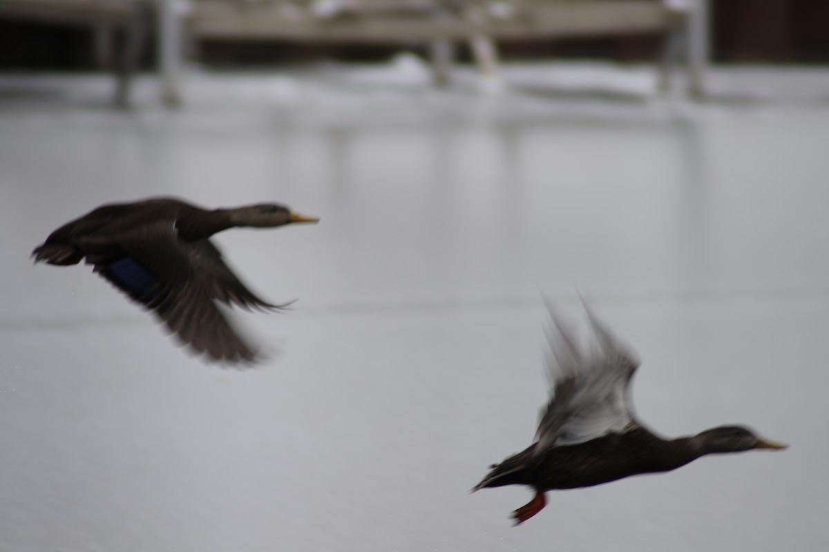 American Black Duck - Chandler Sonafrank