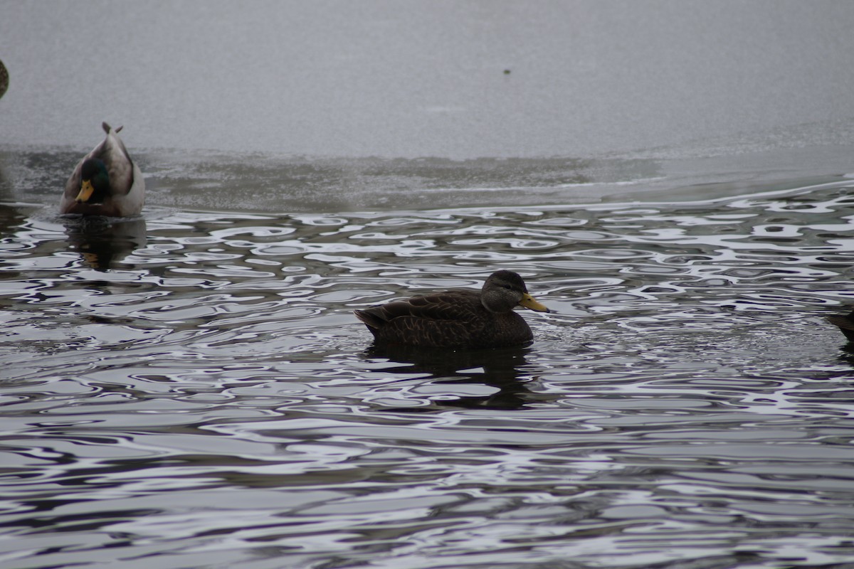 American Black Duck - Chandler Sonafrank