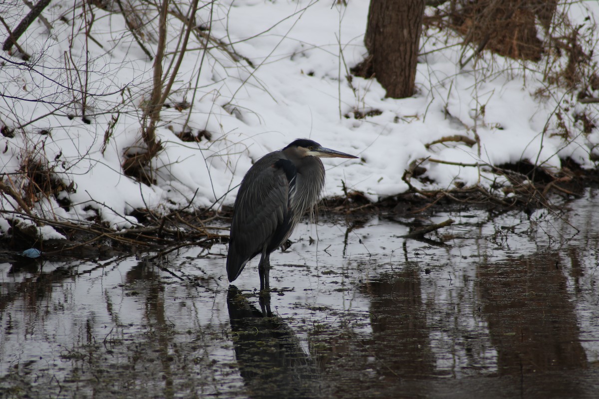 Great Blue Heron - ML291143331