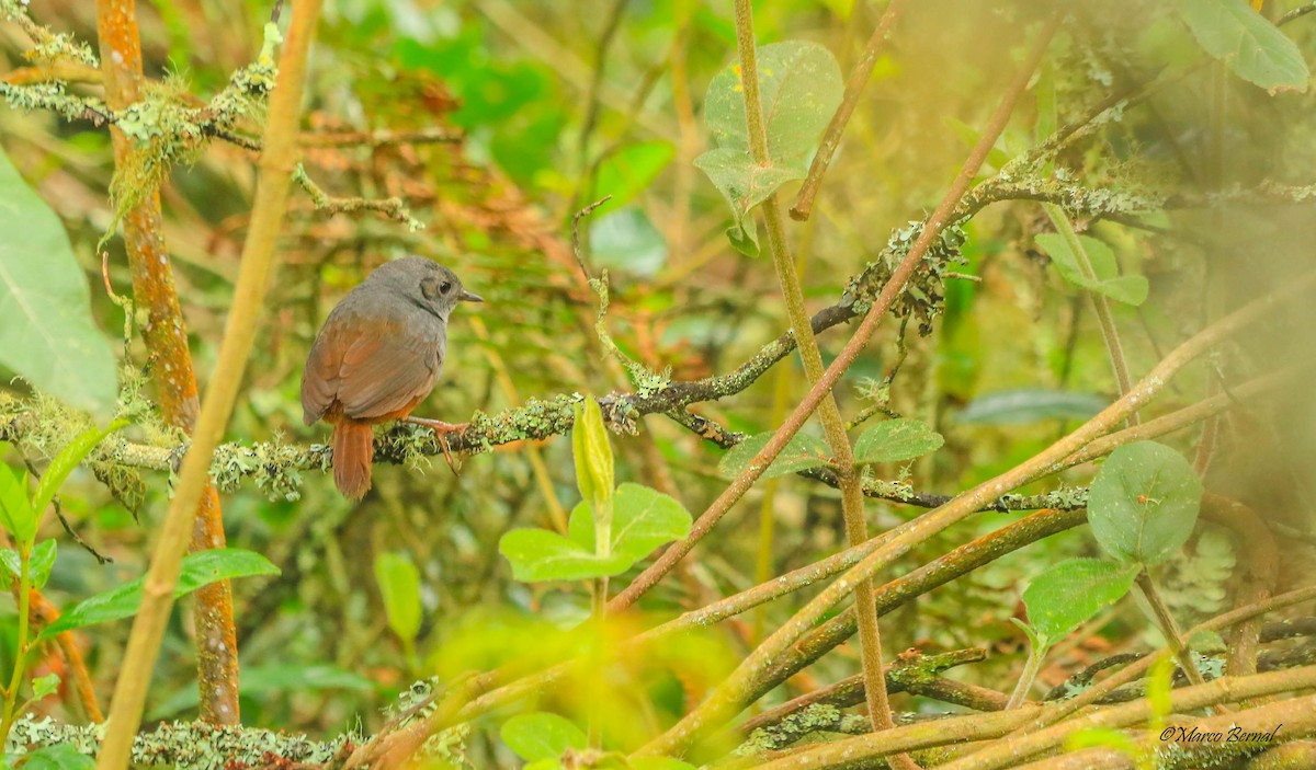 Pale-bellied Tapaculo - MARCO  BERNAL Nativos