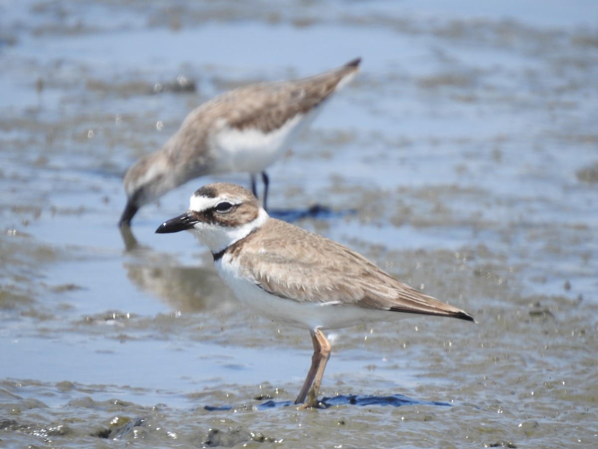 Wilson's Plover - ML291144541