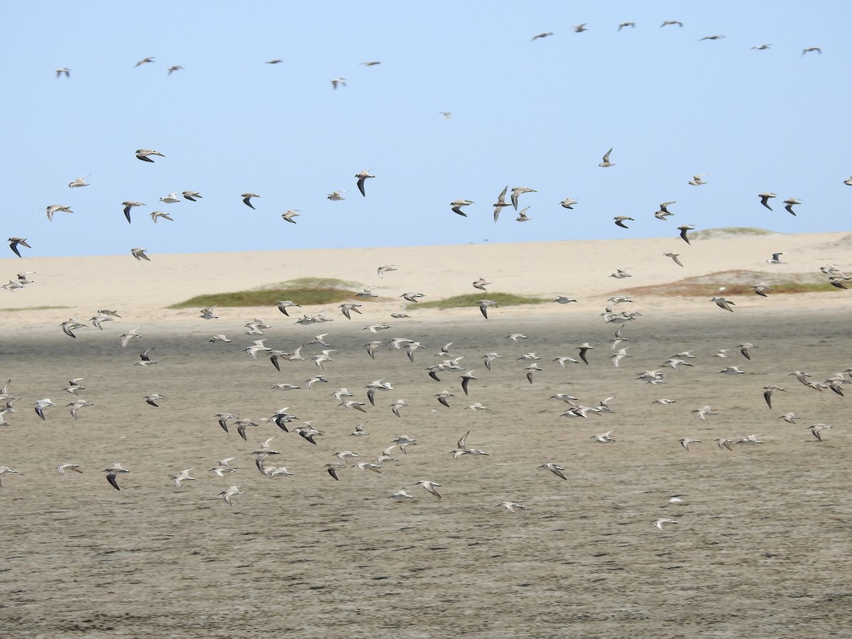 Semipalmated Plover - Fernando Angulo - CORBIDI