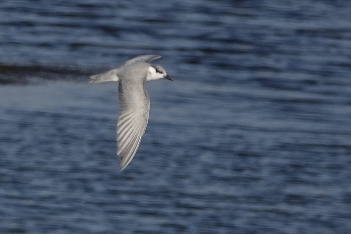 Whiskered Tern - Cédric Mroczko