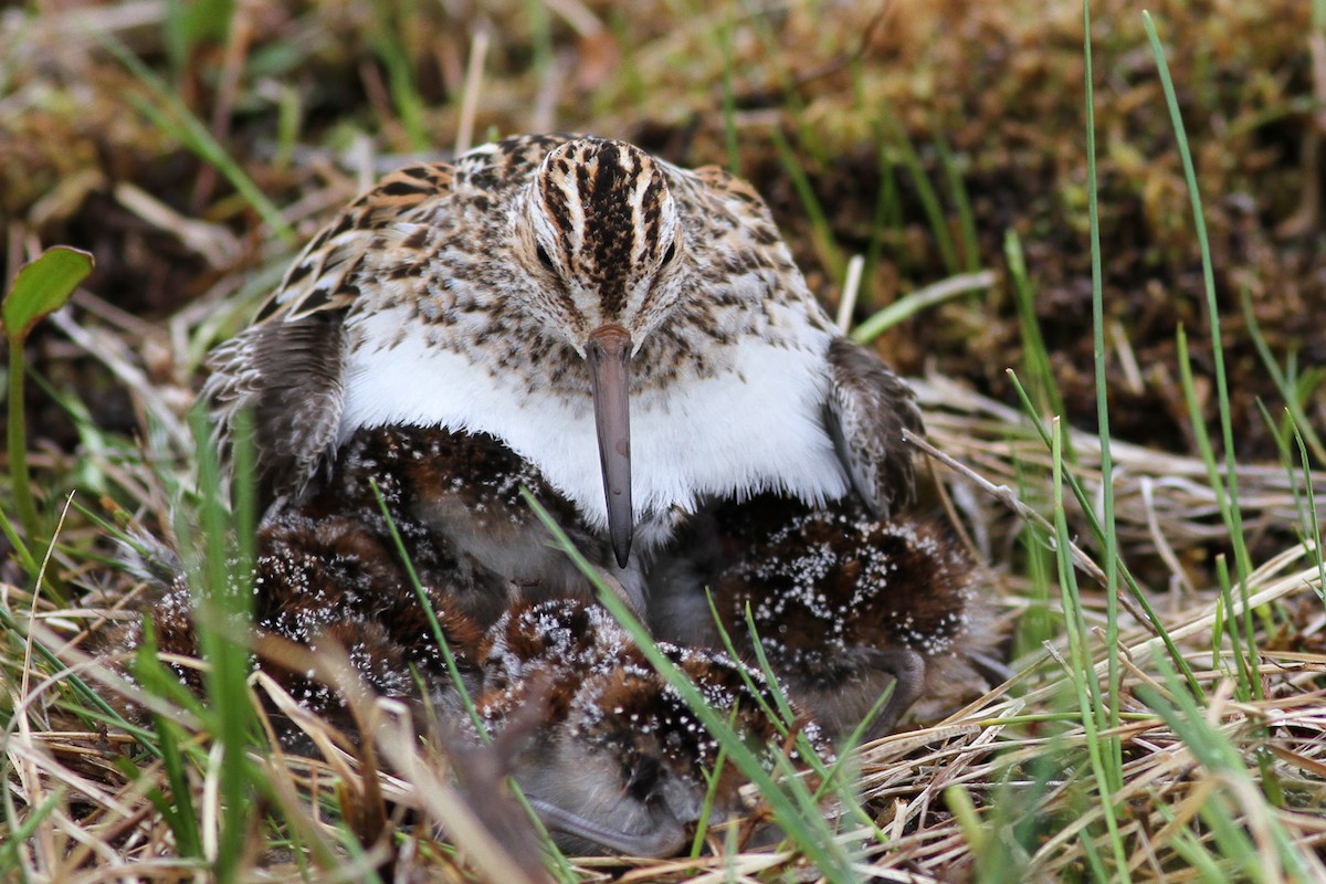 Broad-billed Sandpiper - ML291147051