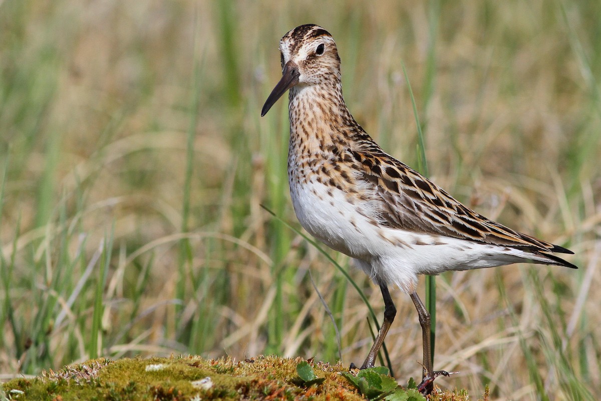 Broad-billed Sandpiper - ML291147451