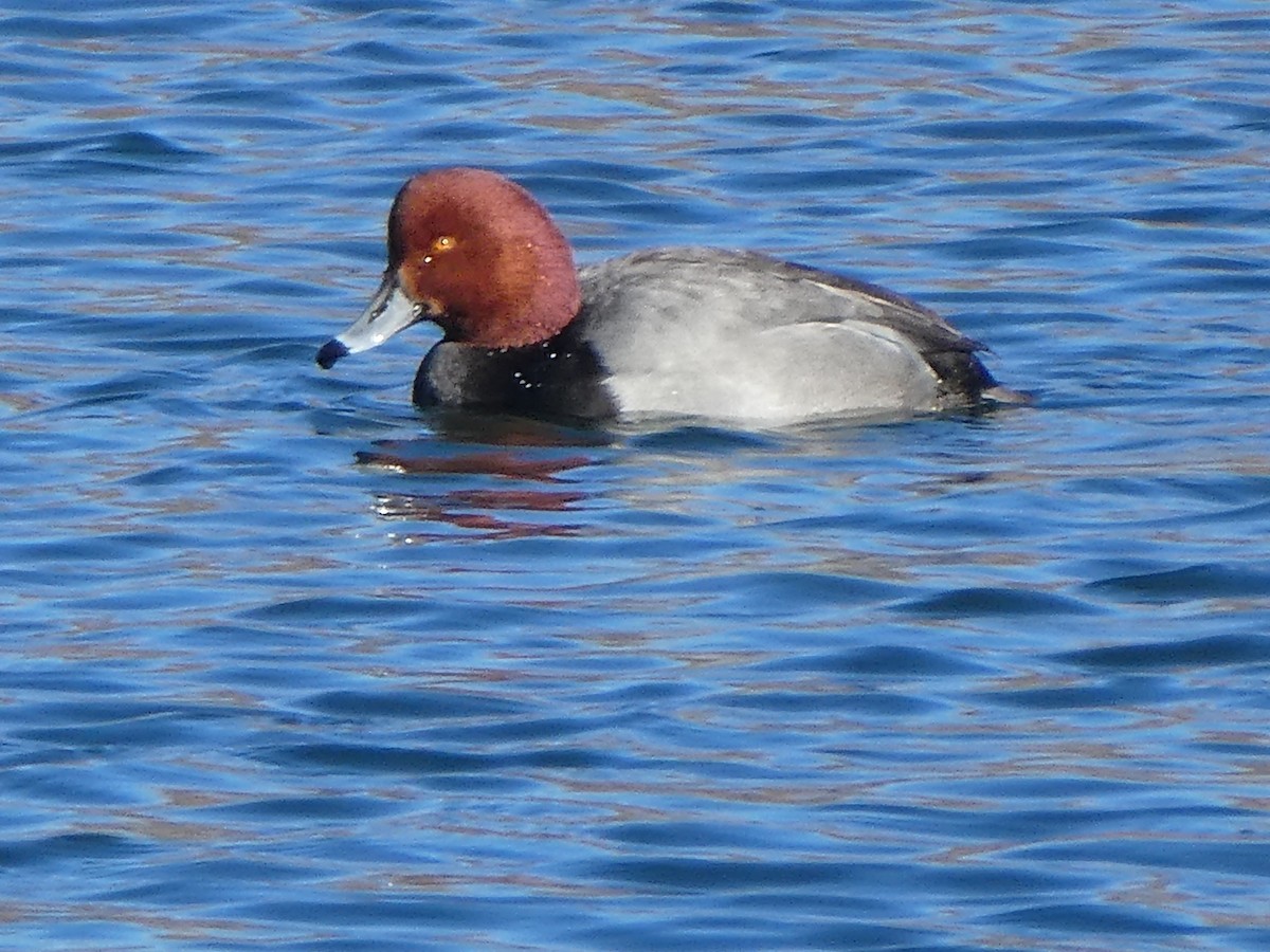 Redhead - ML291147771