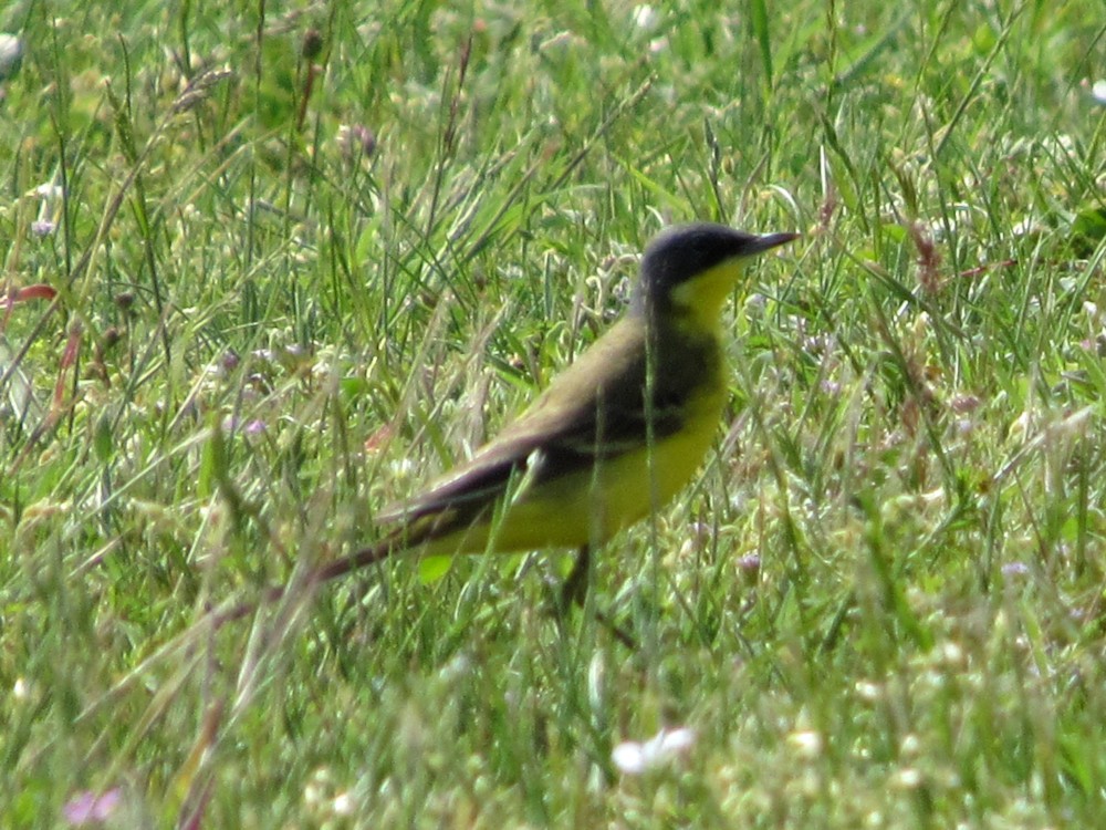 Western Yellow Wagtail - ML291147881