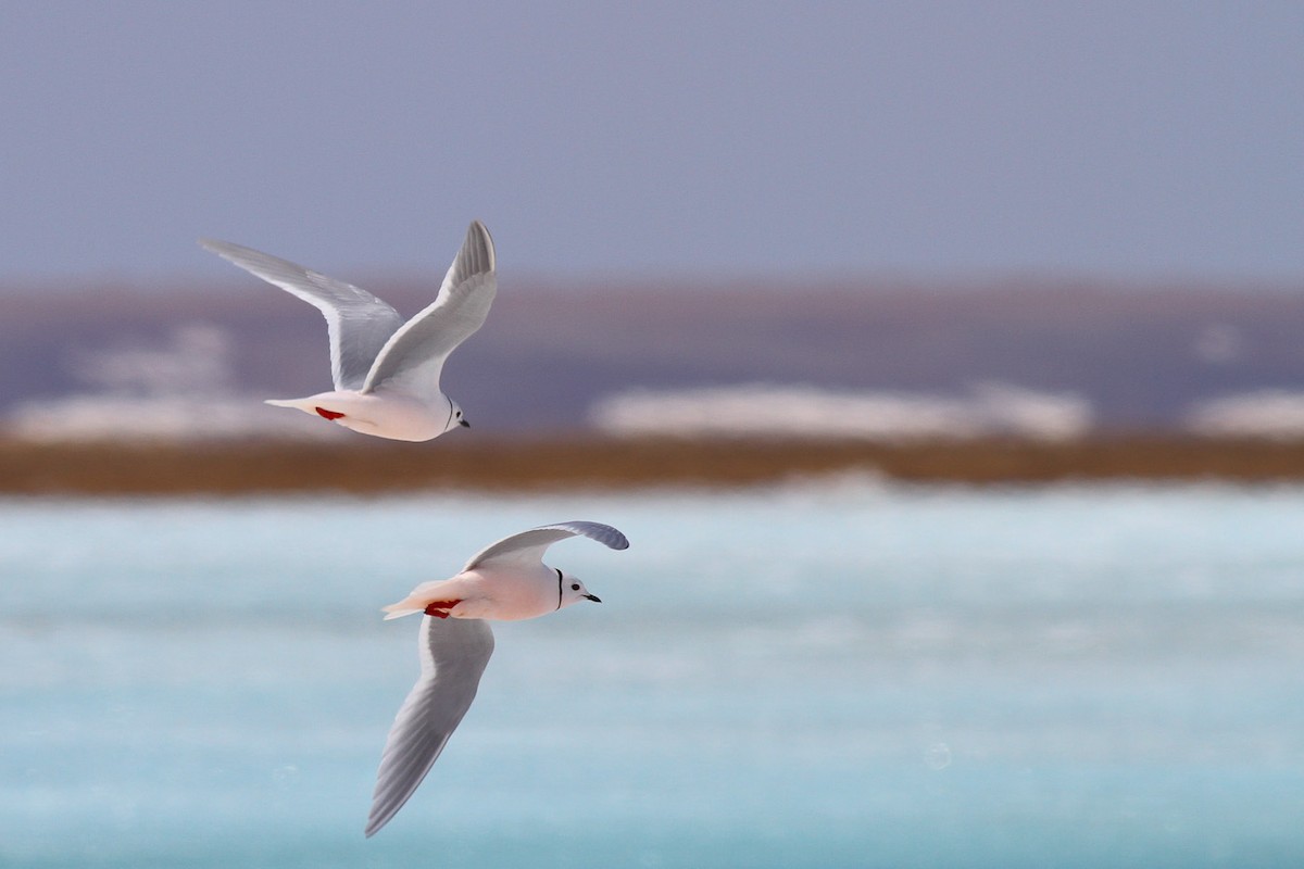 Ross's Gull - ML291148651