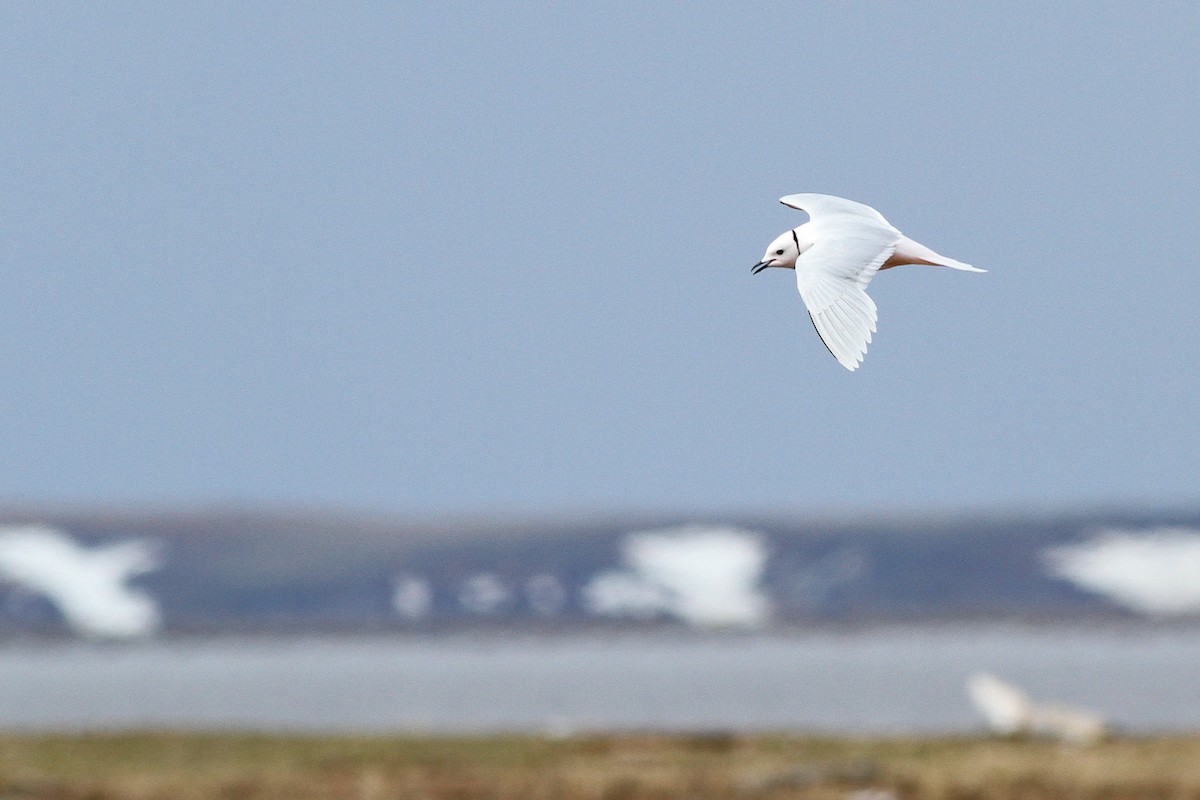 Ross's Gull - Tom Noah