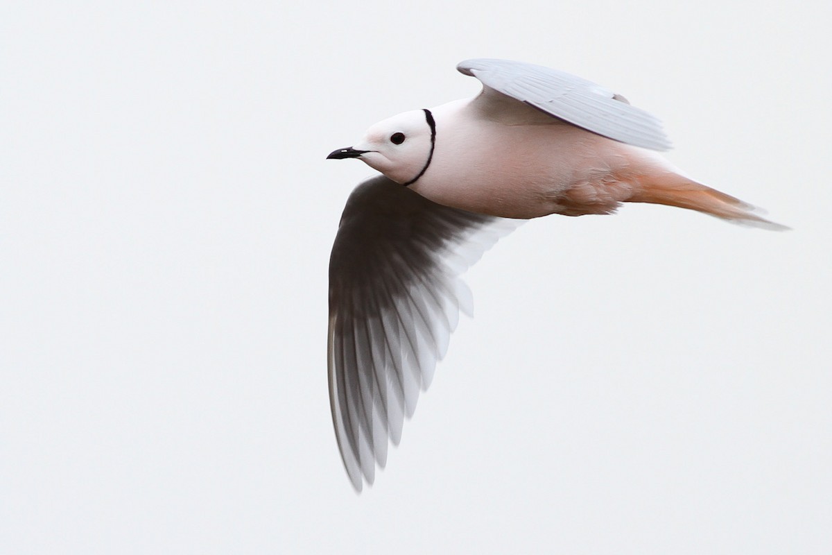 Ross's Gull - ML291148781