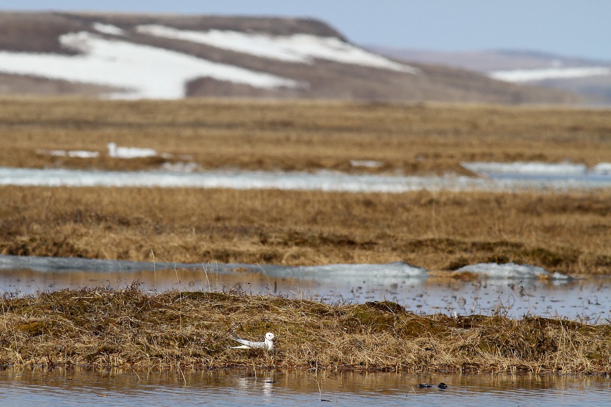 Ross's Gull - ML291148901