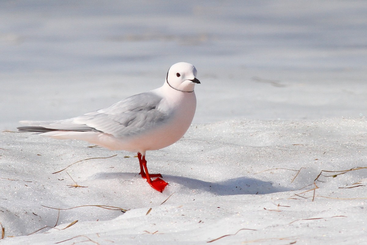 Ross's Gull - ML291149141