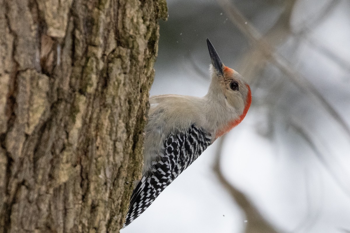 Red-bellied Woodpecker - Ralph Musthaler