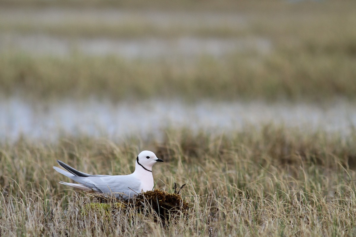 Ross's Gull - ML291149361