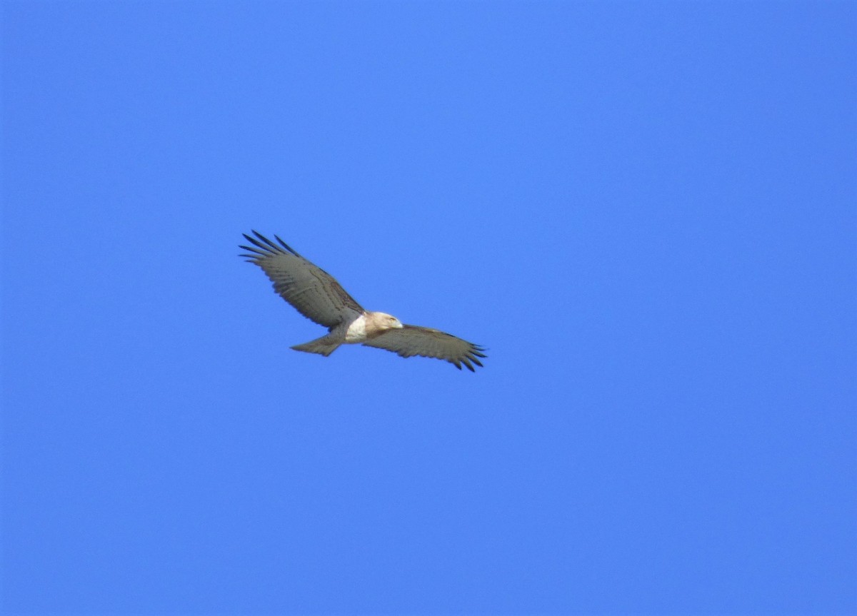 Short-toed Snake-Eagle - ML291149851