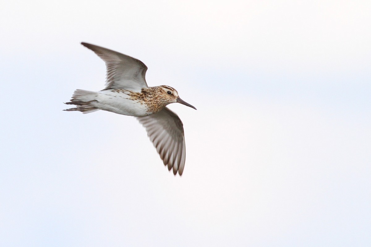 Broad-billed Sandpiper - ML291150111