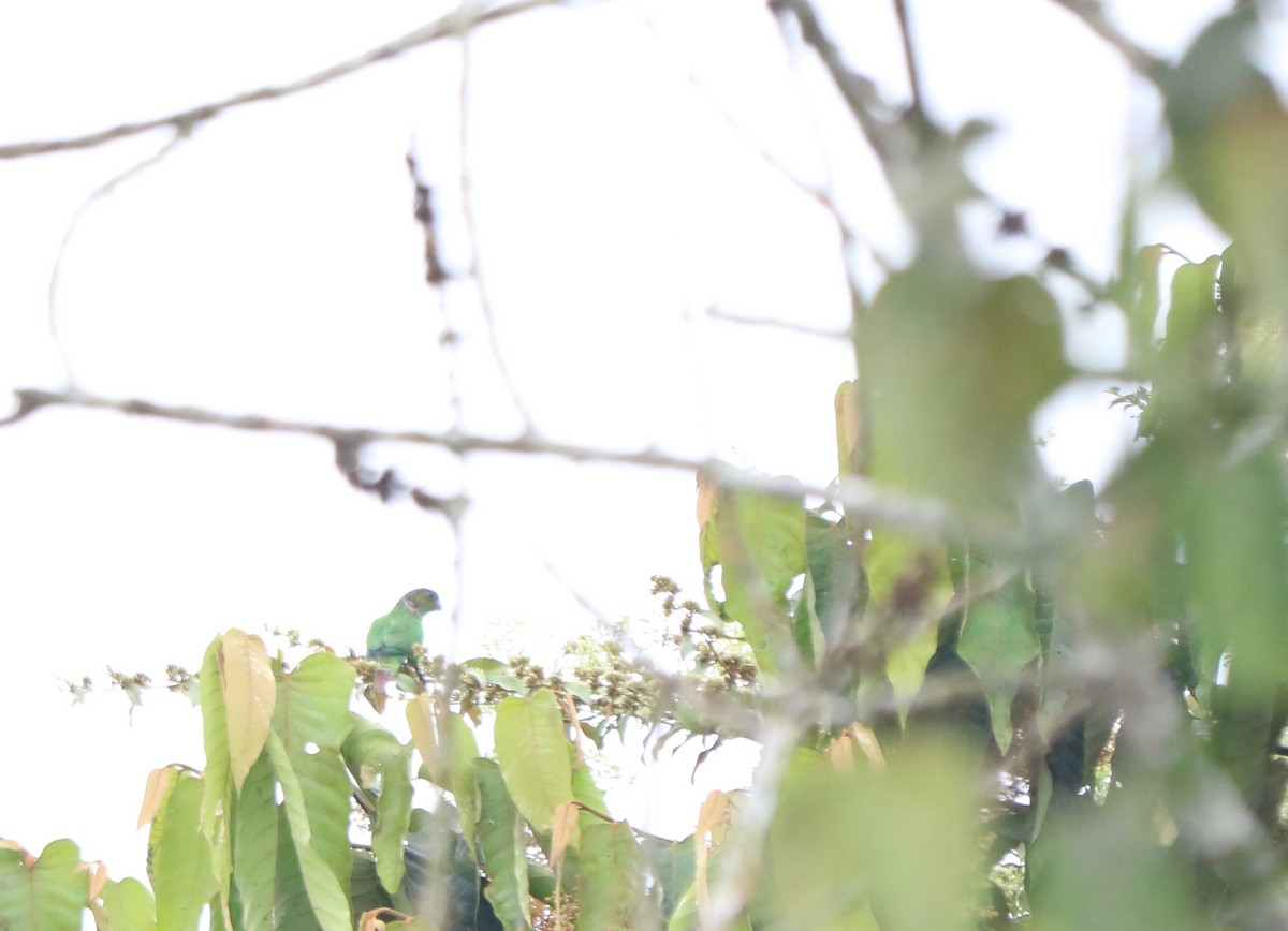 Maroon-tailed Parakeet - Max Benningfield