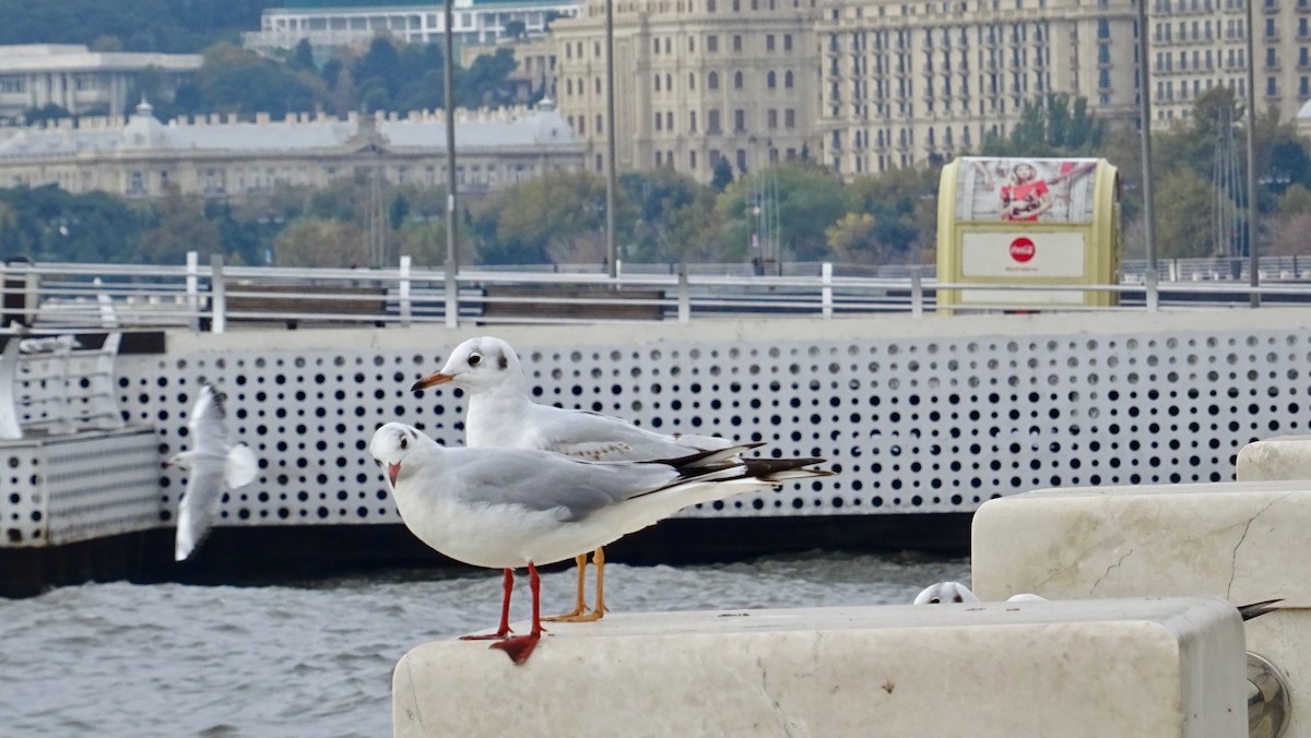 Black-headed Gull - ML291154621