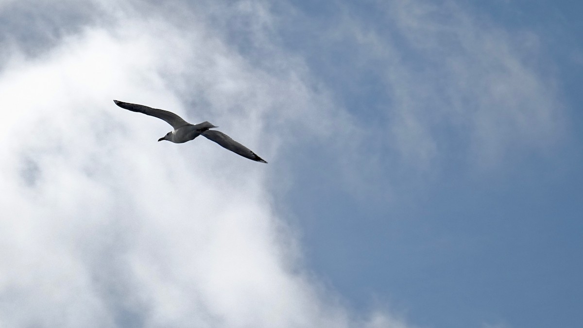 Common Gull - Hector Marti