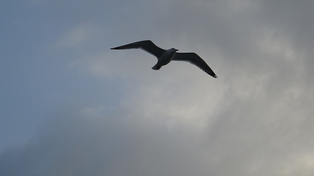 Common Gull - ML291154661