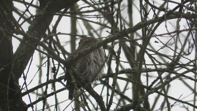 Eurasian Pygmy-Owl - ML291154761