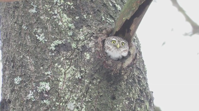 Eurasian Pygmy-Owl - ML291154831