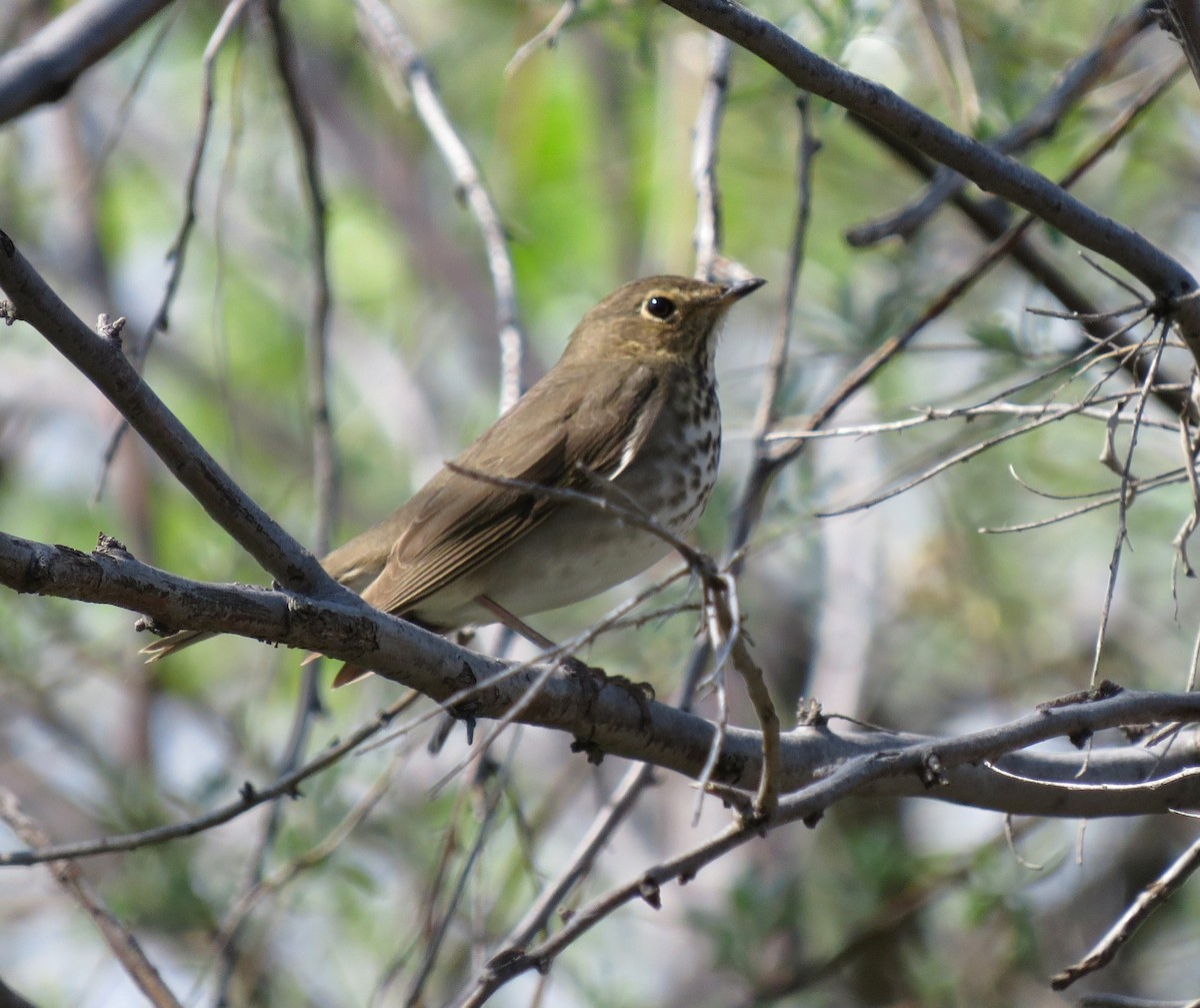 Swainson's Thrush - ML29115591