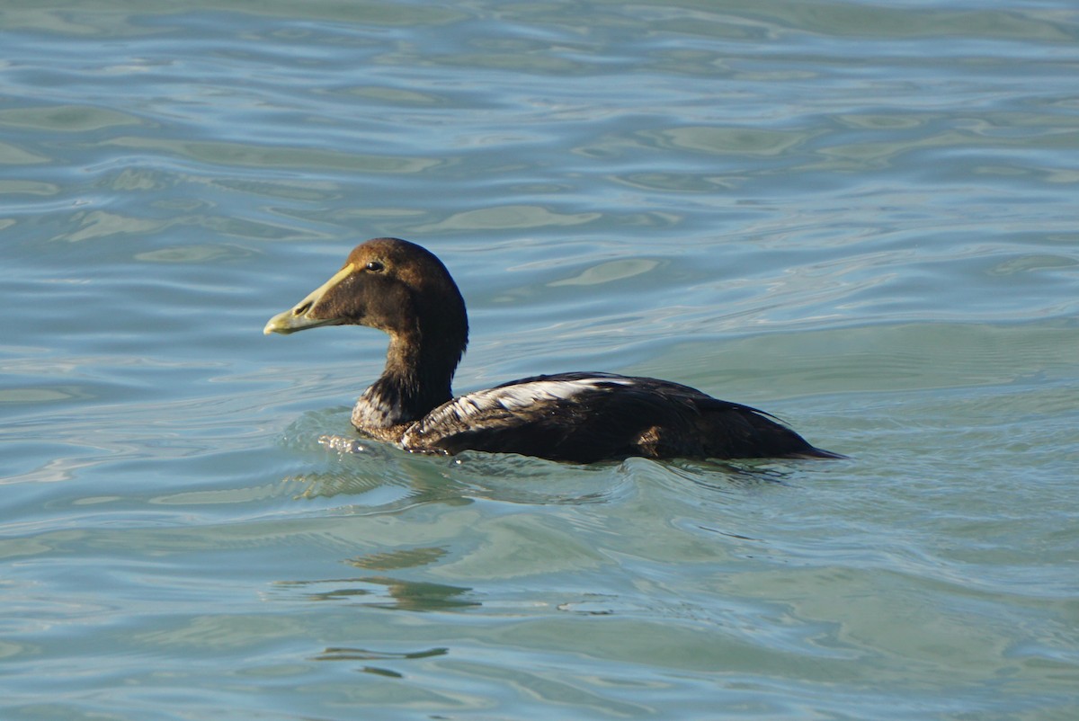 Common Eider - Mark Songer