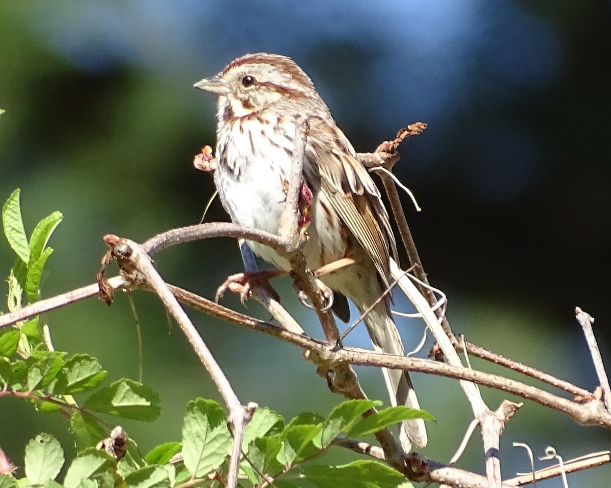 Song Sparrow - Jennifer Sherwood