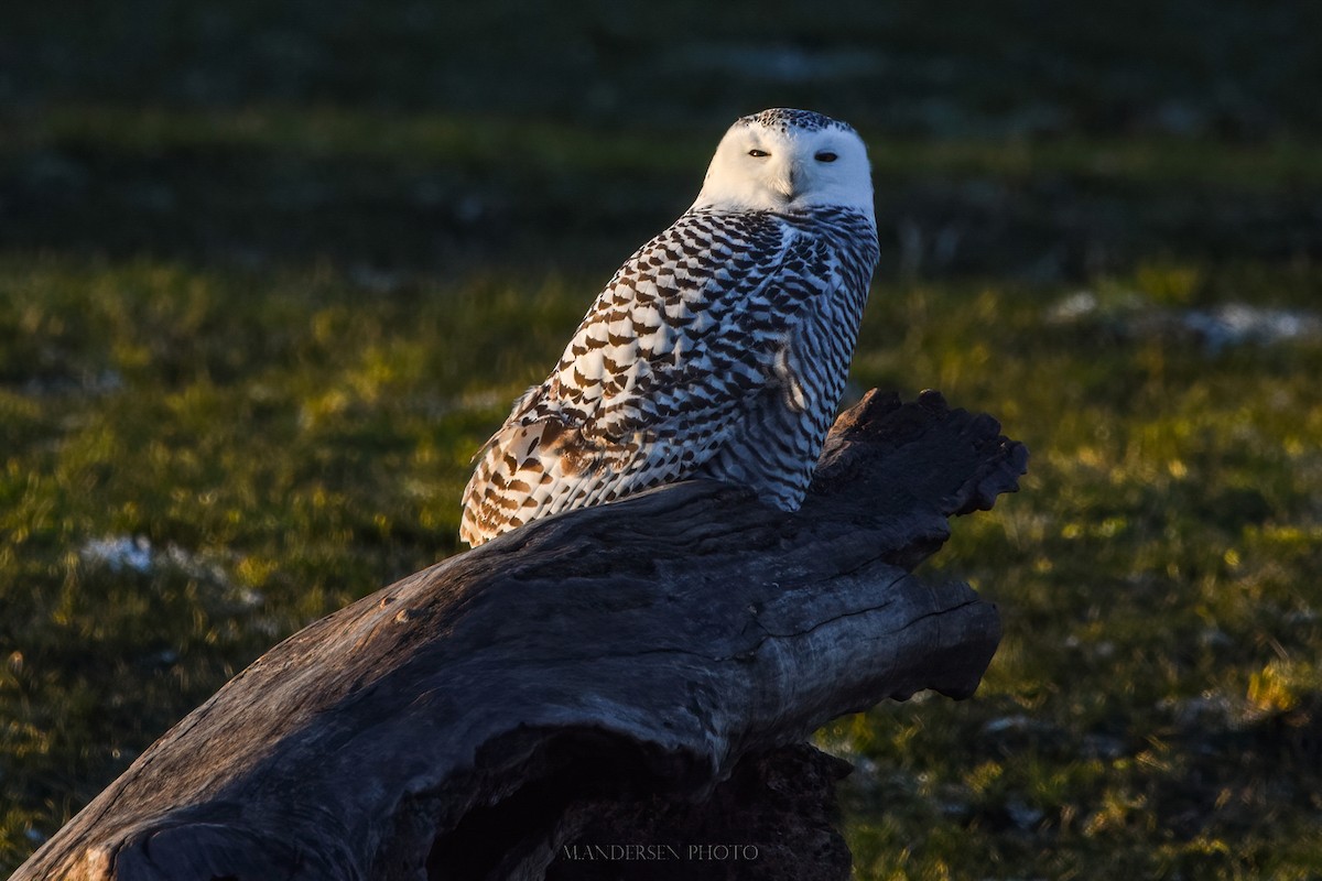 Snowy Owl - Mike Andersen