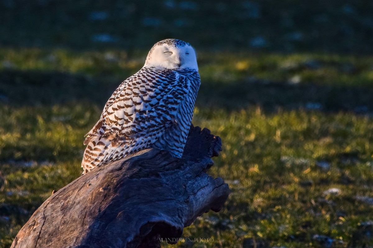 Snowy Owl - ML291157951