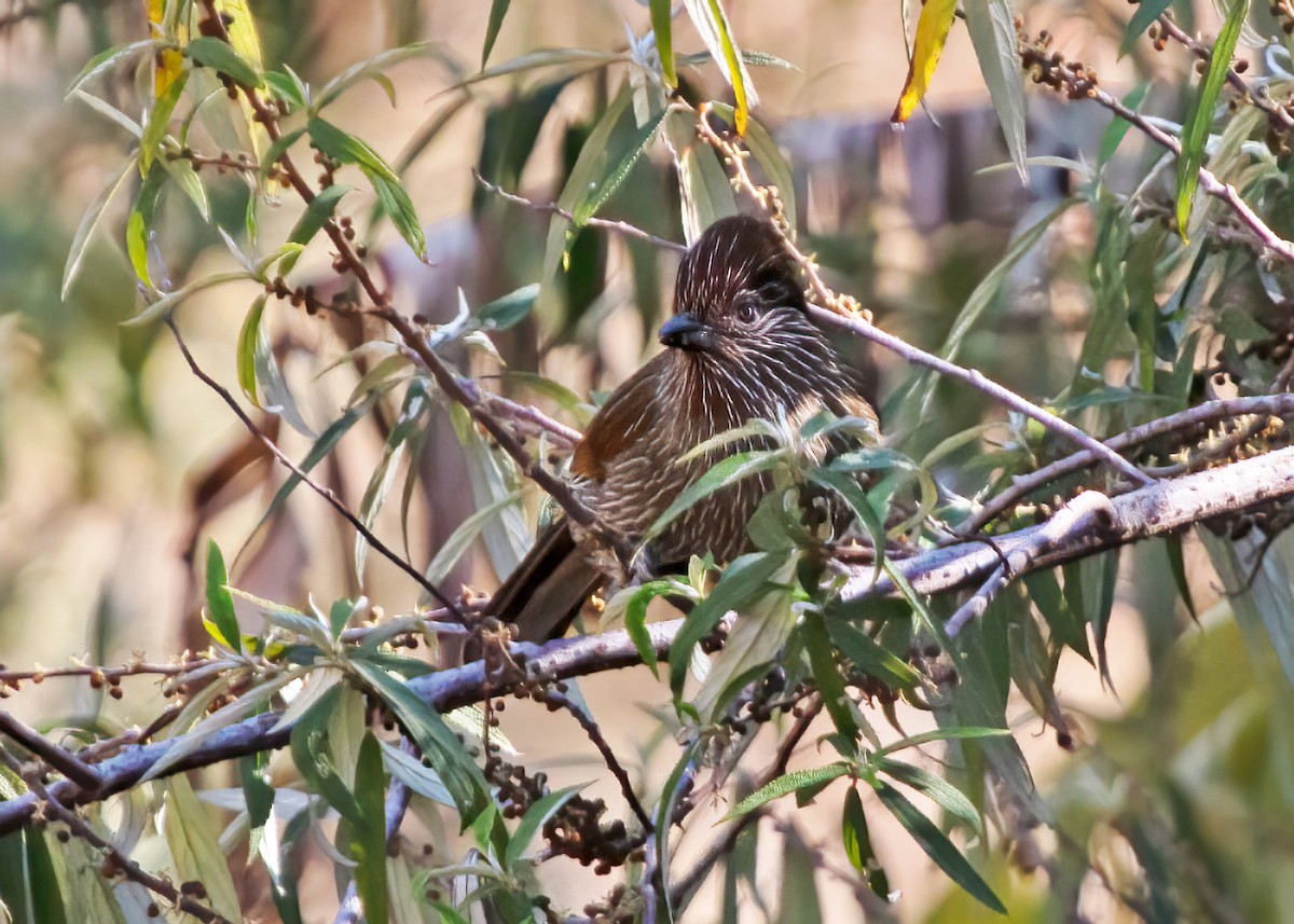 Striated Laughingthrush - ML291159861