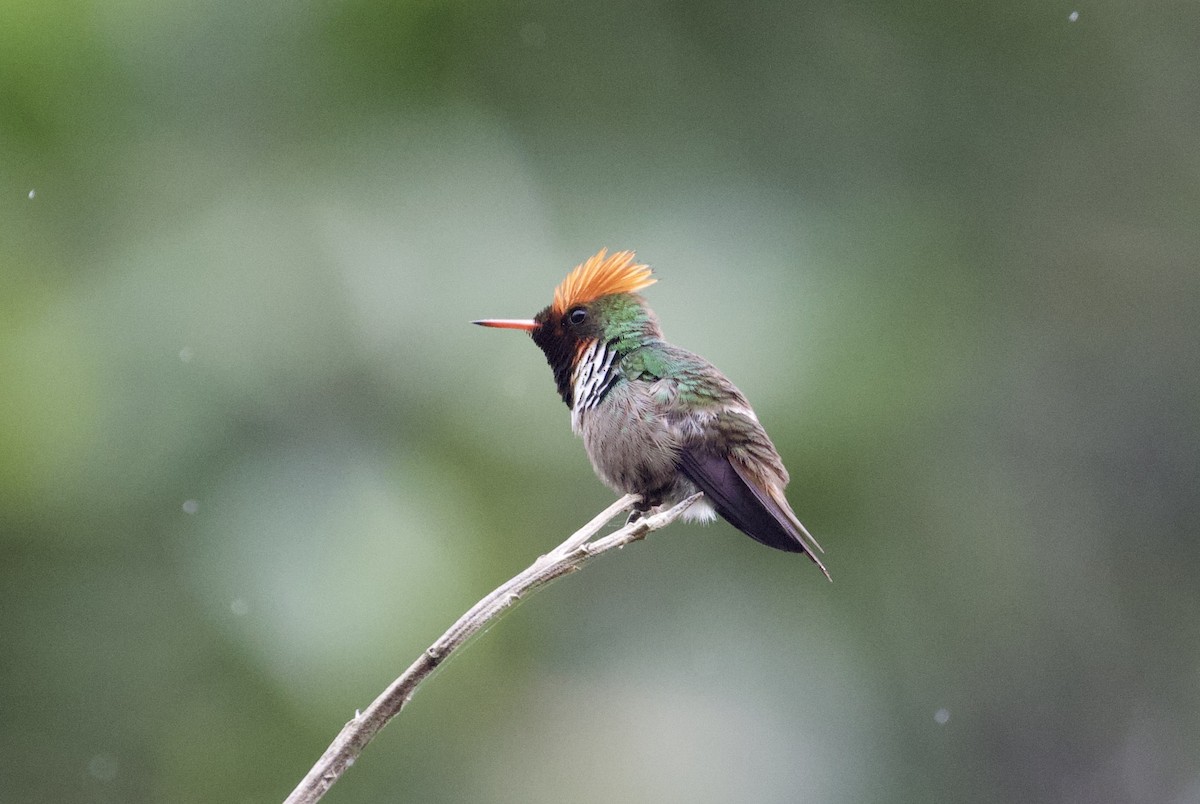 Frilled Coquette - Gary Brunvoll