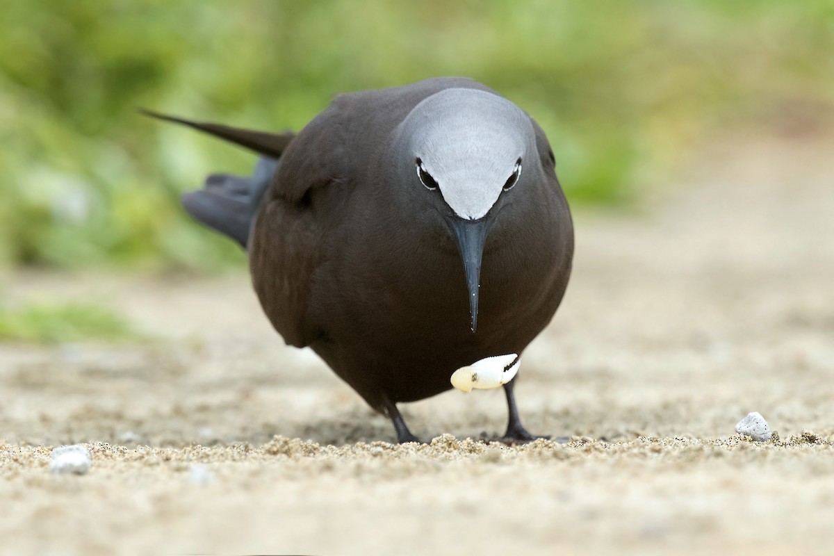 クロアジサシ - ML291160581