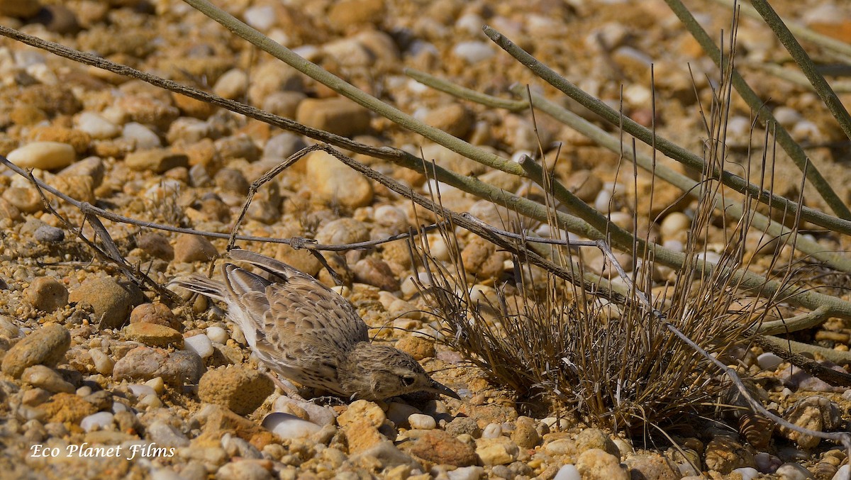 Karoo Long-billed Lark (Benguela) - ML291160791