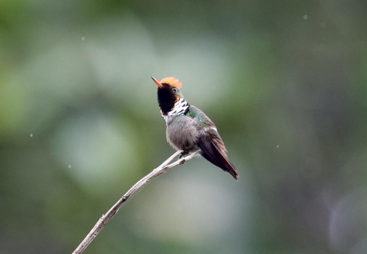 Frilled Coquette - Gary Brunvoll