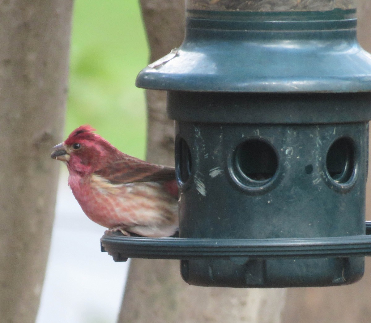 Purple Finch - ML291165931