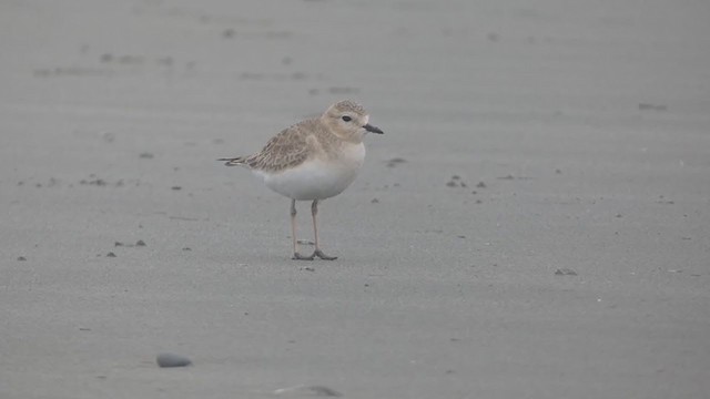 Mountain Plover - ML291166541