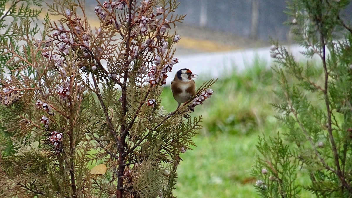 European Goldfinch - ML291169871