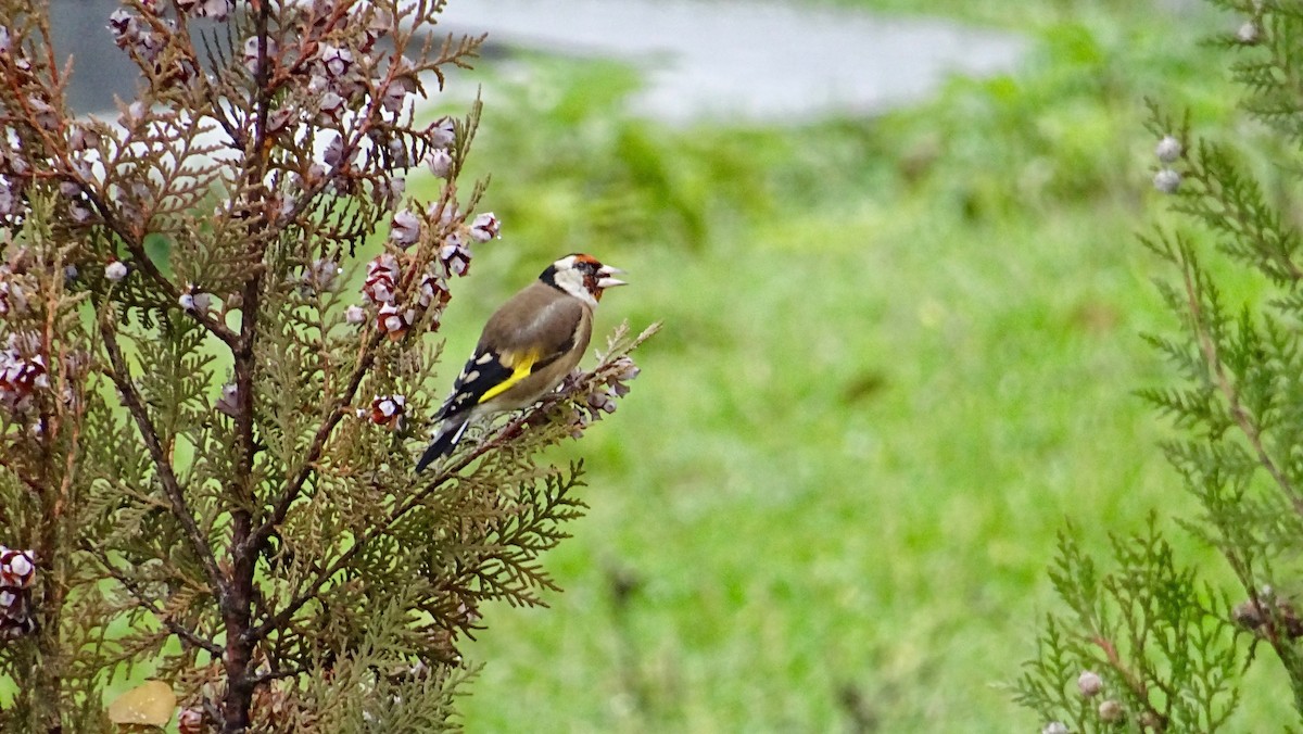 European Goldfinch - ML291169881