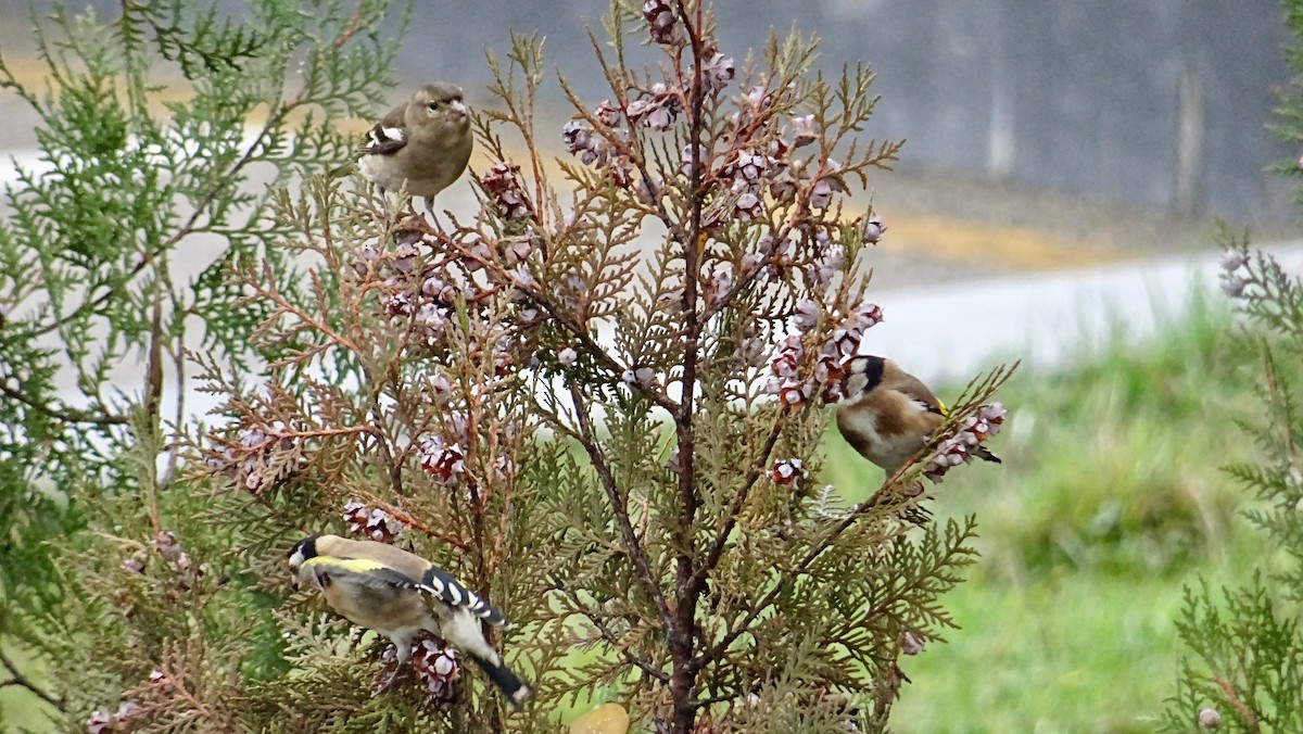 European Goldfinch - ML291169891